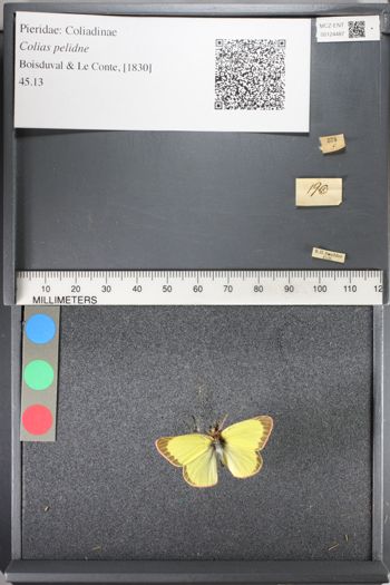 Media type: image;   Entomology 124487